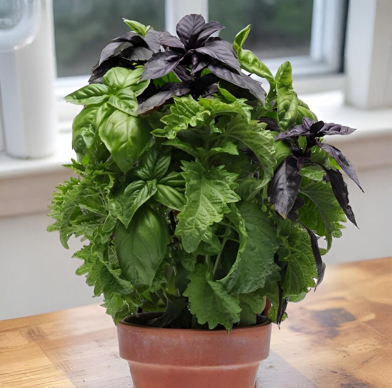 Baziliku mix podiem 'Try Basil'
